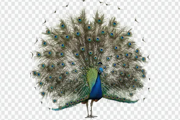 Majestic Peacock Displaying Feathers PNG Clipart