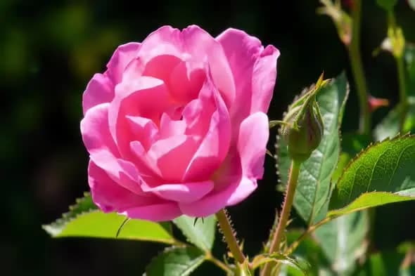 Blooming Pink Rose with Bud in Natural Sunlight