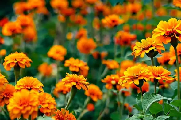Vibrant Marigold Flowers Blooming in a Garden