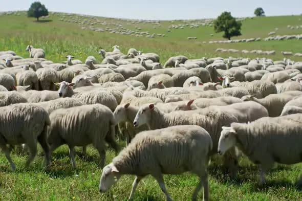 Expansive Sheep Herd on Pastoral Hillside