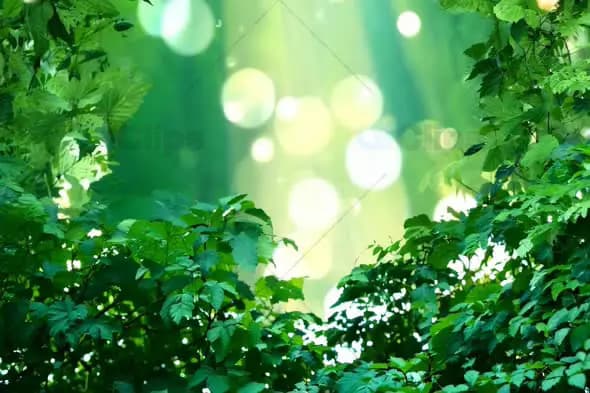 Sunlit Green Forest Leaves with Natural Bokeh Effect