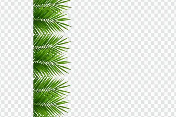 Tropical Palm Fronds Vertical Border PNG Clipart