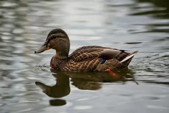 Mallard Duck Gliding on Rippled Water