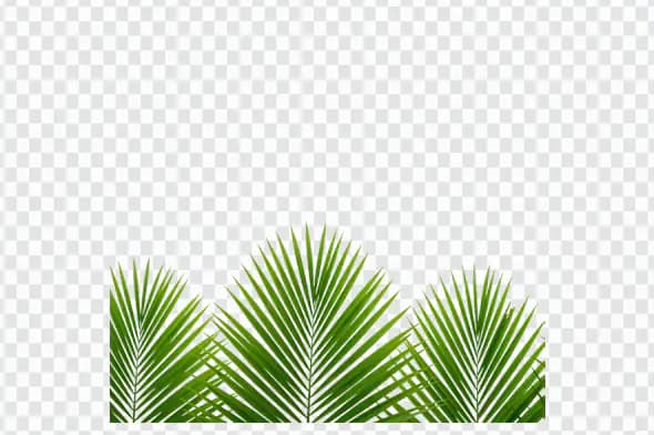 Tropical Palm Fronds Bottom Border PNG Clipart