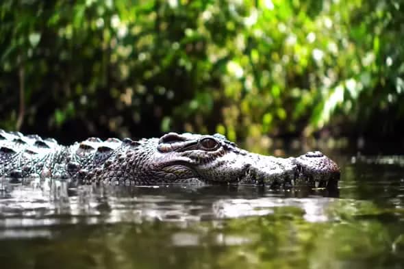 Stealthy Crocodile in Swamp