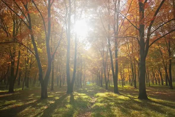 Enchanting Autumn Forest Sunbeams Through Colorful Foliage