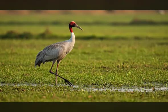 Sarus Crane Walking Through Wetland Grassland at Golden Hour