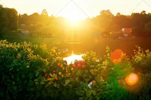 Sunset Over a Lush Garden by the Lake