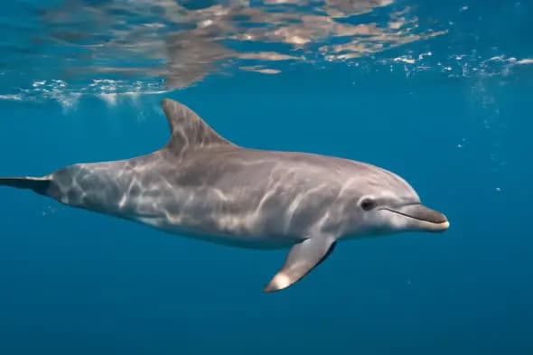 Graceful Dolphin Underwater