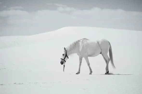Majestic White Horse on Sand Dunes