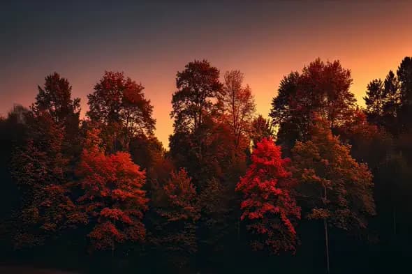 Glowing Autumn Forest Captivates with Fiery Sunset Colors