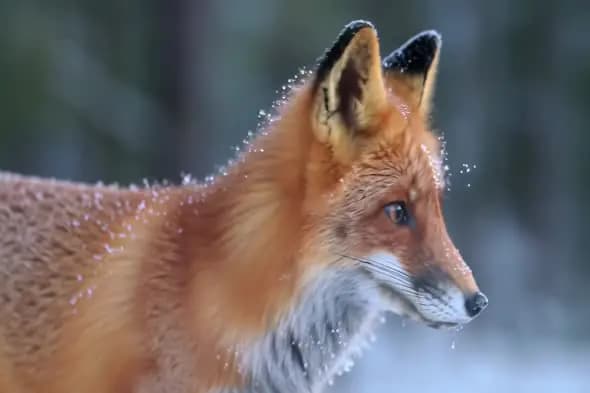 Snow-Dusted Red Fox in a Winter Forest Close-Up