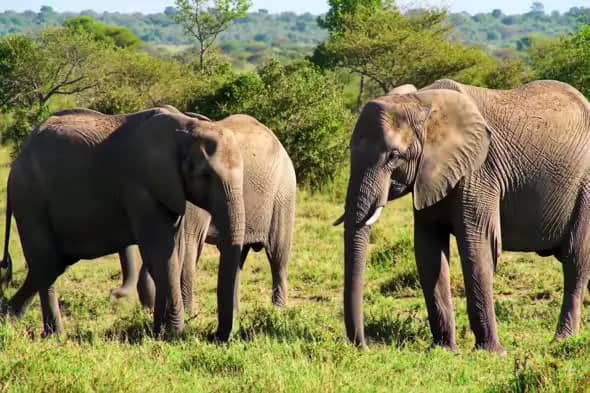 Majestic African Elephants in Savanna
