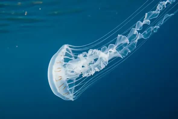 Majestic Jellyfish in Cerulean Waters
