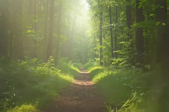 Enchanting Sunlit Forest Path Through Lush Green Woodland