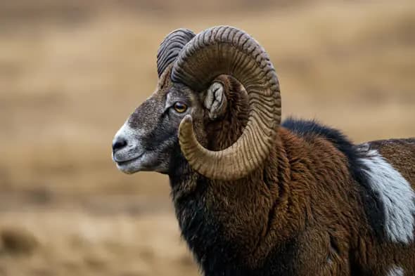 Majestic Bighorn Ram Portrait