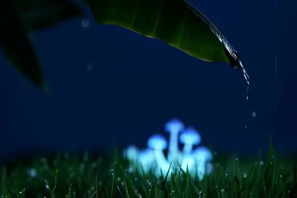 Glowing Mushrooms Beneath Tropical Leaf Night Scene