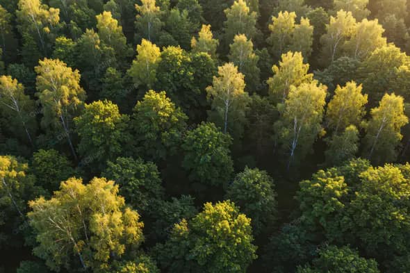 Sunlit Birch Forest Canopy