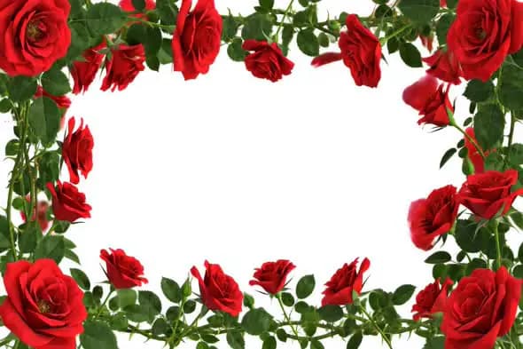 Romantic Red Rose Border Frame on White Background
