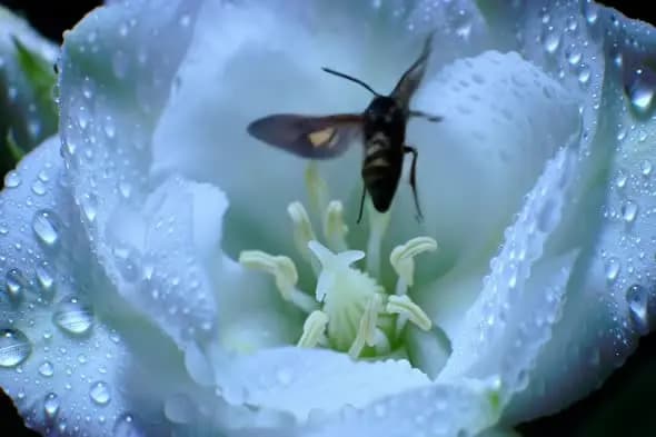 Wasp Hovering Over Dewy White Flower in Macro Shot