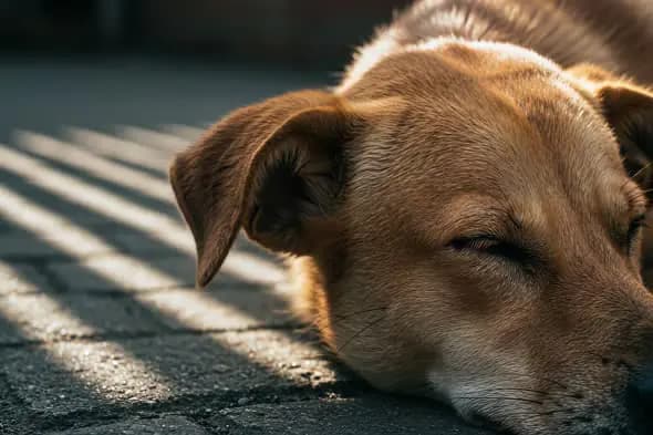 Peaceful Indian Street Dog Sleeping in Morning Light