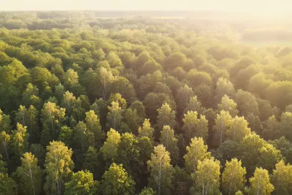 Sun-Drenched Forest Canopy Aerial View Golden Hour Scenery