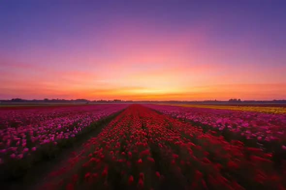 Breathtaking Tulip Fields Sunset Landscape Countryside Scenery