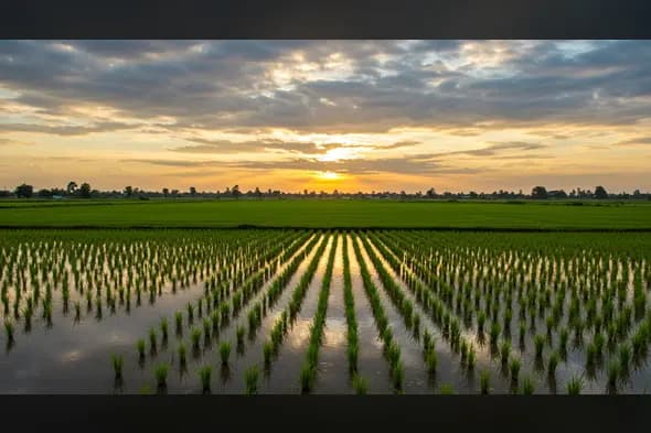 Flooded Paddy Field Sunset Landscape | Rural Indian Agriculture | AIClips Background