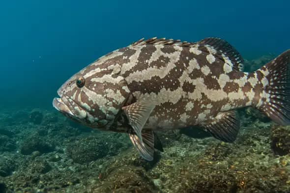 Majestic Grouper in Underwater Realm