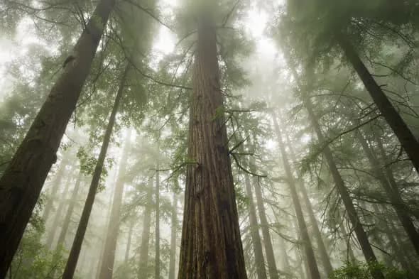 Towering Redwoods Shrouded in Ethereal Mist Forest Scenery