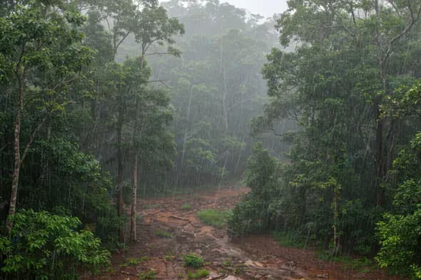 Tropical Rainforest Downpour