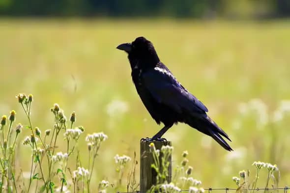 Raven Perched in Wildflower Meadow