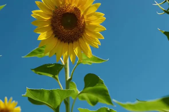 Vibrant Sunflower Bloom Against Clear Blue Summer Sky