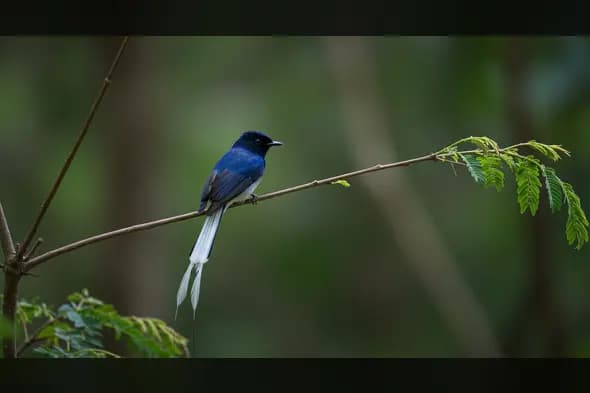 Indian Paradise Flycatcher Sitting Gracefully on a Forest Twig