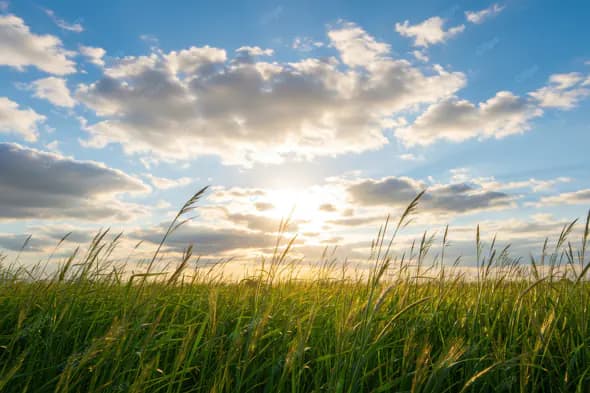 Sunlit Prairie Grass Horizon