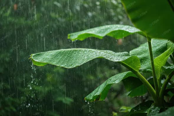 Tropical Leaf in Downpour