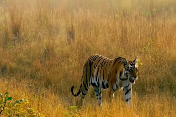 Majestic Bengal Tiger Prowling Golden Grassland Scenery