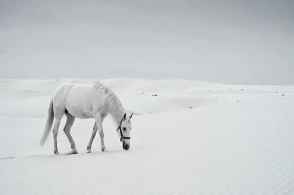 Lone White Stallion on Sand Dunes