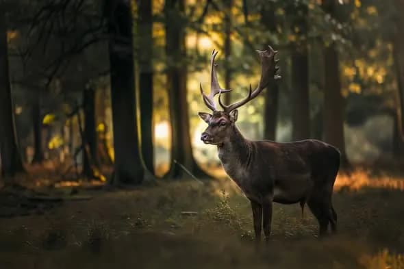 Majestic Stag Stands Alert Autumn Forest Golden Light