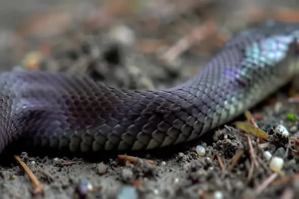 Glossy Snake Body Slithering Over Damp Forest Ground Close-Up