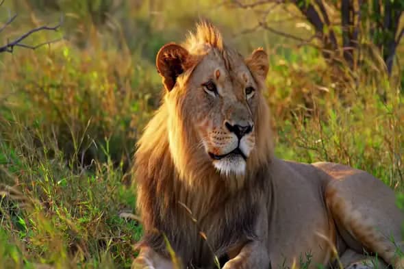 Majestic Lion in African Savanna