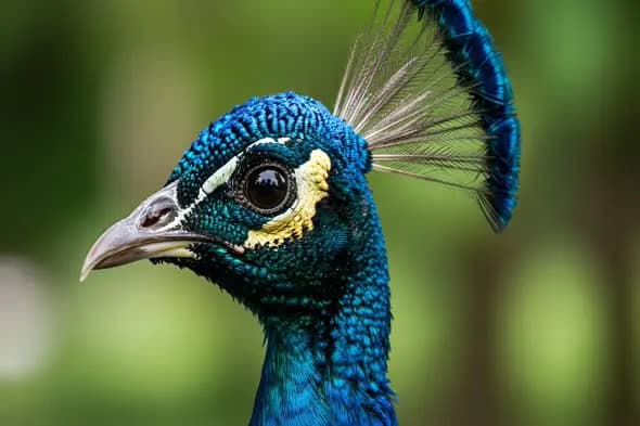 Close Up Video of a Majestic Peacock in Indian Nature