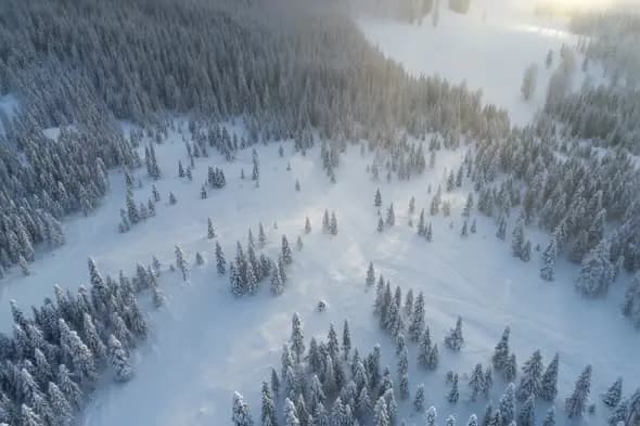 Aerial Snowy Pine Forest Bathed in Soft Sunlight145
