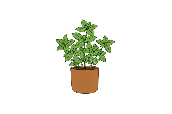Potted Basil Plant Vector