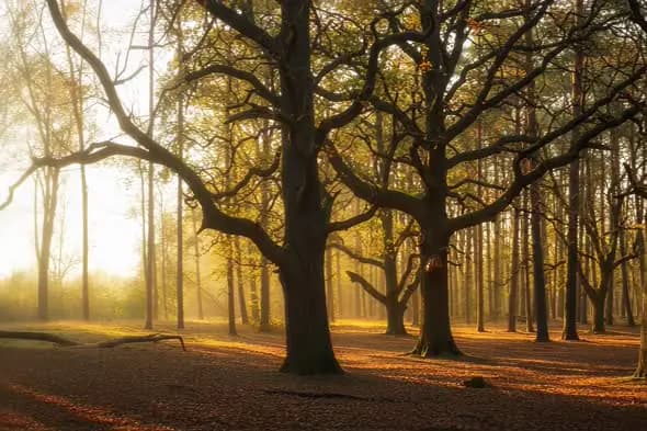 Golden Sunlight Illuminates Misty Forest Scene Autumn Atmosphere