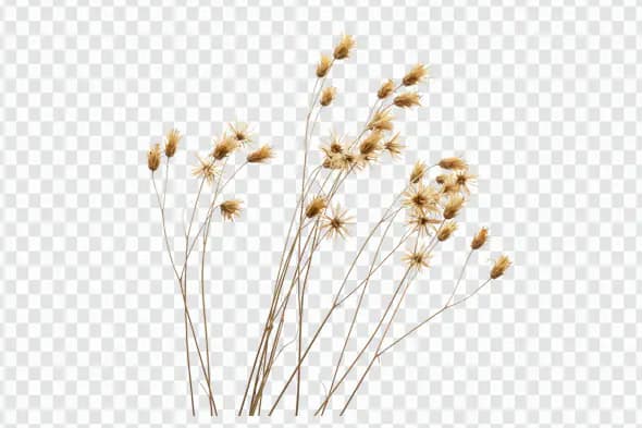 Golden Dried Wildflower Stems Nature Inspired PNG