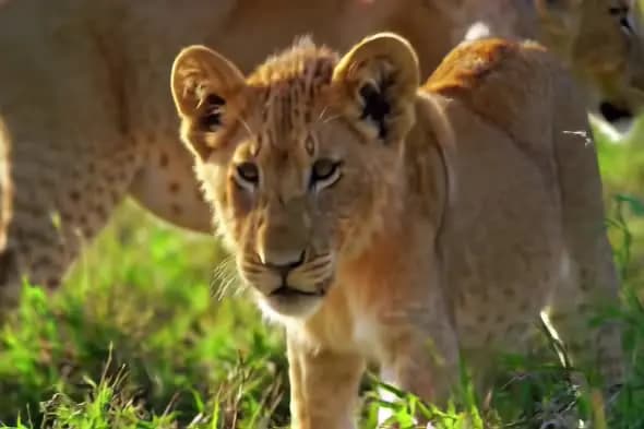 Majestic Lion Cub Close-up