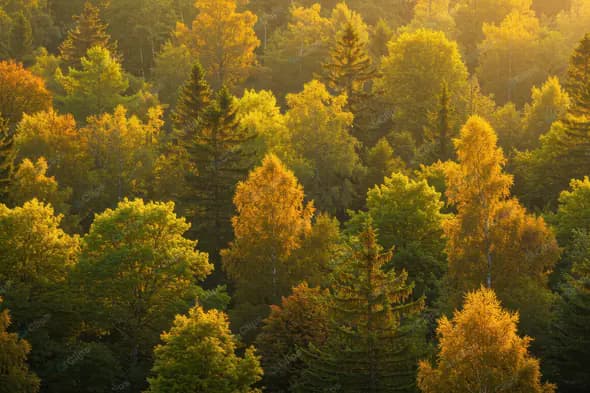 Golden Autumn Forest Canopy