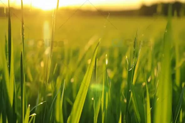 Close-Up of Green Grass Blades at Sunrise with Golden Light