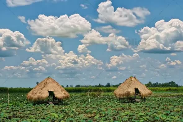 Rural Lotus Field with Traditional Thatch Huts and Cloudy Sky